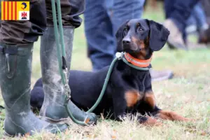 Lire la suite à propos de l’article Brandlbracke éleveurs et chiots en Provence-Alpes-Côte d’Azur