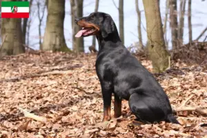 Lire la suite à propos de l’article Brandlbracke Éleveurs et chiots en Rhénanie-du-Nord-Westphalie