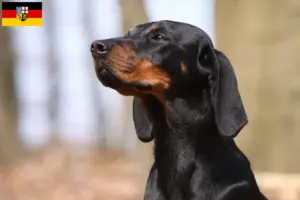 Lire la suite à propos de l’article Brandlbracke Éleveurs et chiots en Sarre