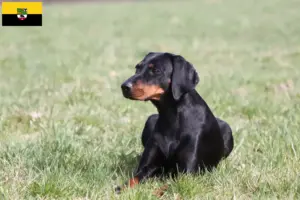 Lire la suite à propos de l’article Brandlbracke éleveurs et chiots en Saxe-Anhalt