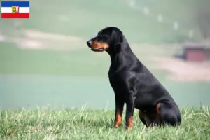 Lire la suite à propos de l’article Brandlbracke Éleveurs et chiots dans le Schleswig-Holstein