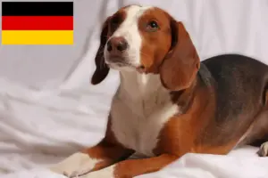 Lire la suite à propos de l’article Braque allemand éleveurs et chiots en Allemagne