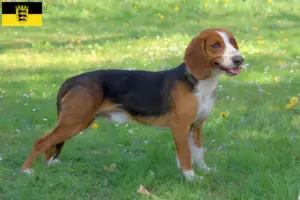 Lire la suite à propos de l’article Braque allemand éleveurs et chiots en Baden-Württemberg