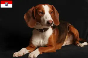 Lire la suite à propos de l’article Braque allemand éleveurs et chiots en Hesse