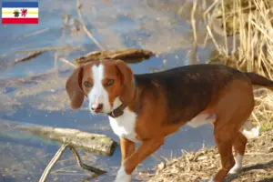 Lire la suite à propos de l’article Braque allemand éleveurs et chiots dans le Mecklembourg-Poméranie occidentale