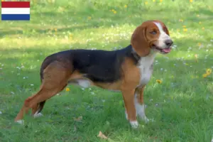 Lire la suite à propos de l’article Braque allemand éleveurs et chiots aux Pays-Bas