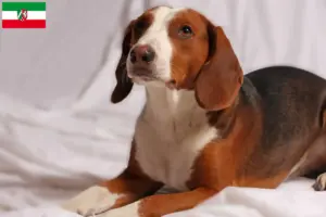 Lire la suite à propos de l’article Braque allemand éleveurs et chiots en Rhénanie-du-Nord-Westphalie