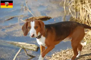 Lire la suite à propos de l’article Braque allemand éleveurs et chiots en Sarre