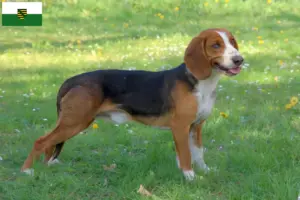 Lire la suite à propos de l’article Braque allemand éleveurs et chiots en Saxe