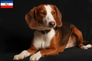 Lire la suite à propos de l’article Braque allemand éleveurs et chiots dans le Schleswig-Holstein