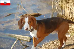 Lire la suite à propos de l’article Braque allemand éleveurs et chiots en Thuringe