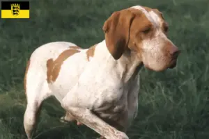 Lire la suite à propos de l’article Braque de l’Ariège Éleveurs et chiots en Baden-Württemberg