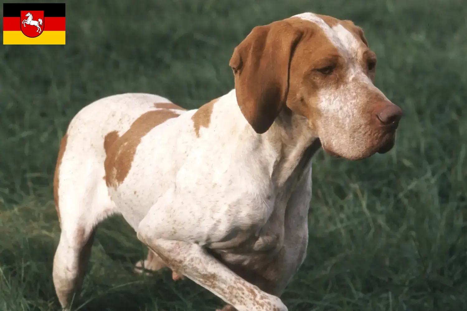 Braque de l'Ariège Chiots et éleveurs Basse-Saxe Ici tu trouves des éleveurs de Braque de l'Arièges en Basse-Saxe.