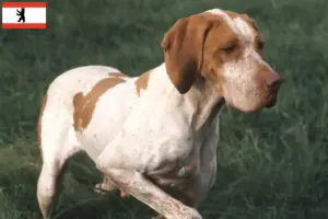 Lire la suite à propos de l’article Braque de l’Ariège éleveurs et chiots à Berlin