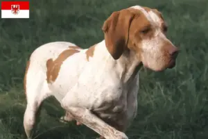 Lire la suite à propos de l’article Braque de l’Ariège éleveurs et chiots dans le Brandebourg