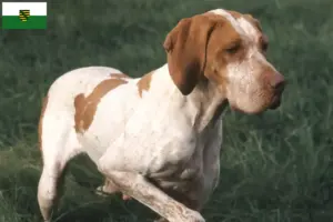 Lire la suite à propos de l’article Braque de l’Ariège éleveurs et chiots en Saxe