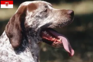 Lire la suite à propos de l’article Braque du Bourbonnais Éleveurs et chiots en Brandebourg