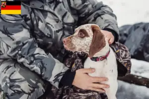 Lire la suite à propos de l’article Braque du Bourbonnais Éleveurs et chiots en Rhénanie-Palatinat