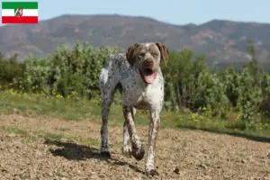 Lire la suite à propos de l’article Braque du Bourbonnais Éleveurs et chiots en Rhénanie-du-Nord-Westphalie