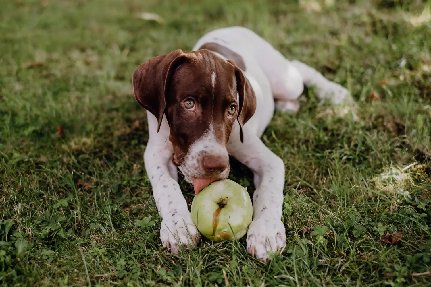 Acheter un chiot Braque français type Gascogne, c'est prendre ses responsabilités ! Braque français type Gascogne acheter chiots.