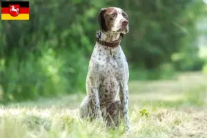 Lire la suite à propos de l’article Braque français type Gascogne éleveurs et chiots en Basse-Saxe