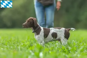 Lire la suite à propos de l’article Braque français type Gascogne Éleveurs et chiots en Bavière