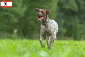 Lire la suite à propos de l’article Braque français type Gascogne éleveurs et chiots à Berlin