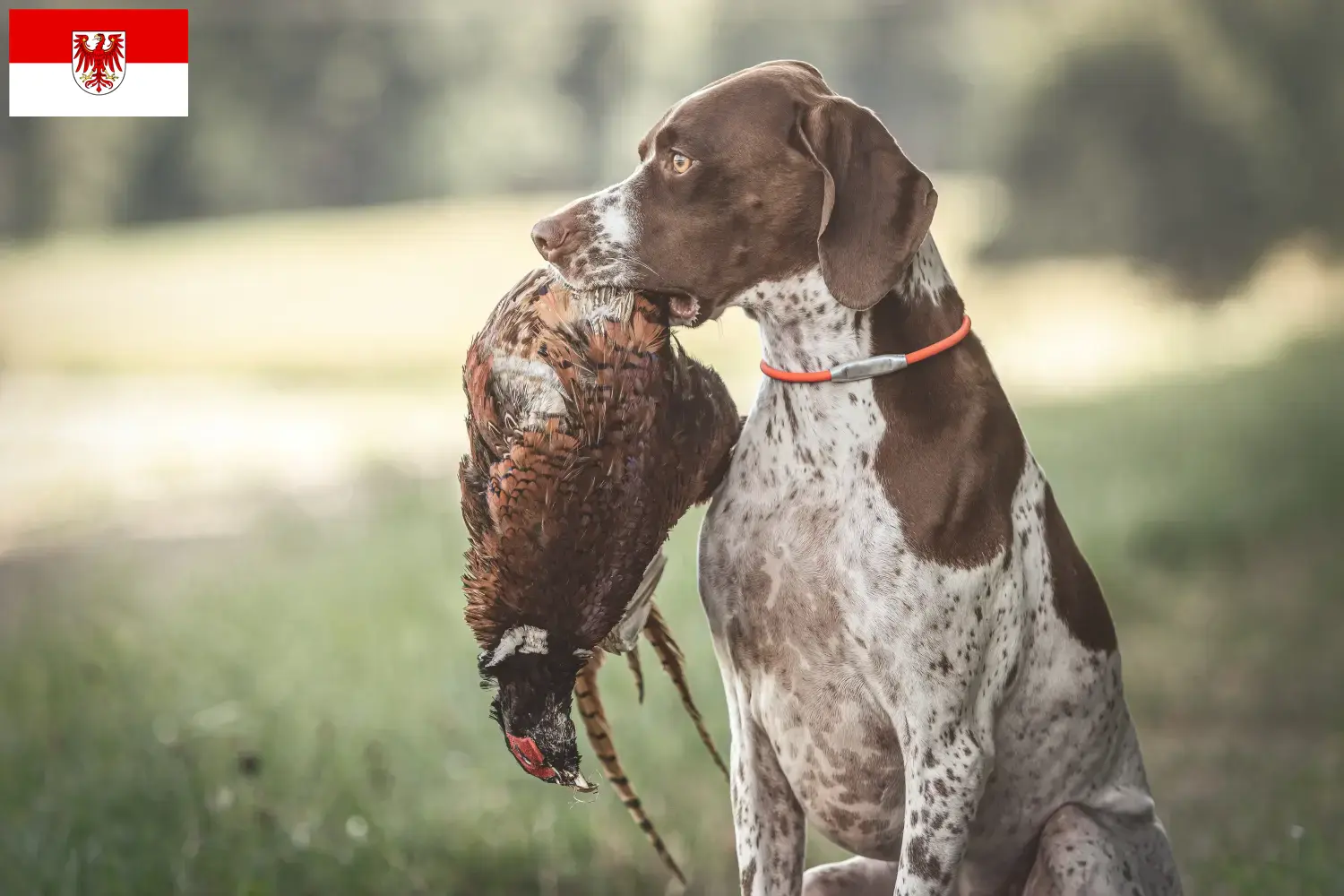 Braque français type Gascogne Chiots et éleveurs Brandenburg Ici vous trouverez des éleveurs de Braque français type Gascognes en Brandebourg.