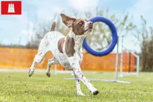 Lire la suite à propos de l’article Braque français type Gascogne Éleveurs et chiots à Hambourg