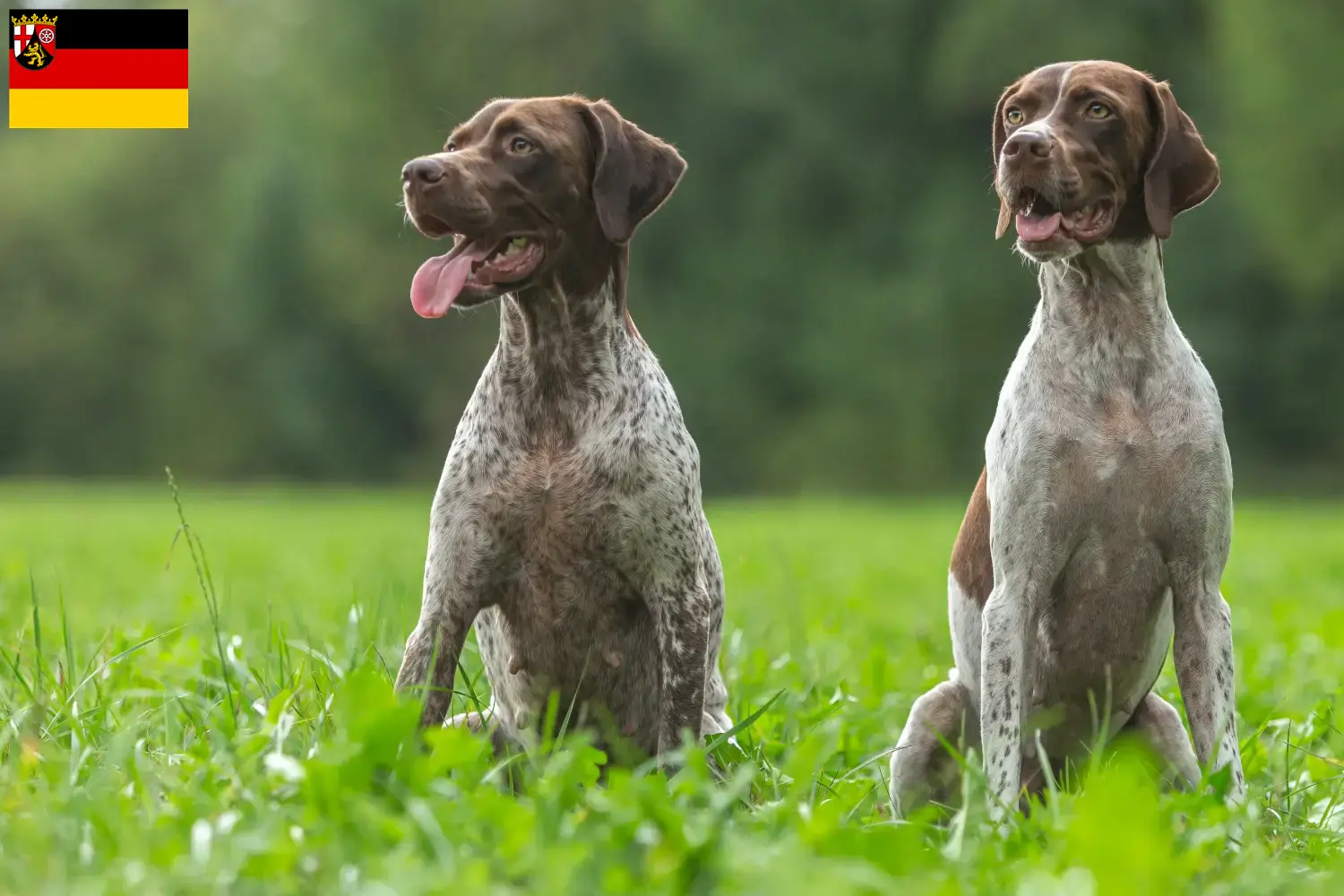 Braque français type Gascogne Chiots et éleveurs Rheinland-Pfalz Ici tu trouves des Braque français type Gascognes éleveurs en Rhénanie-Palatinat.