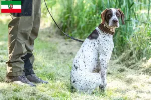 Lire la suite à propos de l’article Braque français type Gascogne Éleveurs et chiots en Rhénanie-du-Nord-Westphalie