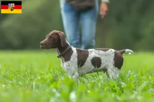 Lire la suite à propos de l’article Braque français type Gascogne Éleveurs et chiots en Sarre