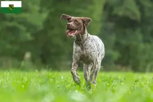 Lire la suite à propos de l’article Braque français type Gascogne Éleveurs et chiots en Saxe