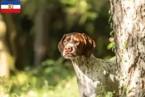 Lire la suite à propos de l’article Braque français type Gascogne Éleveurs et chiots dans le Schleswig-Holstein