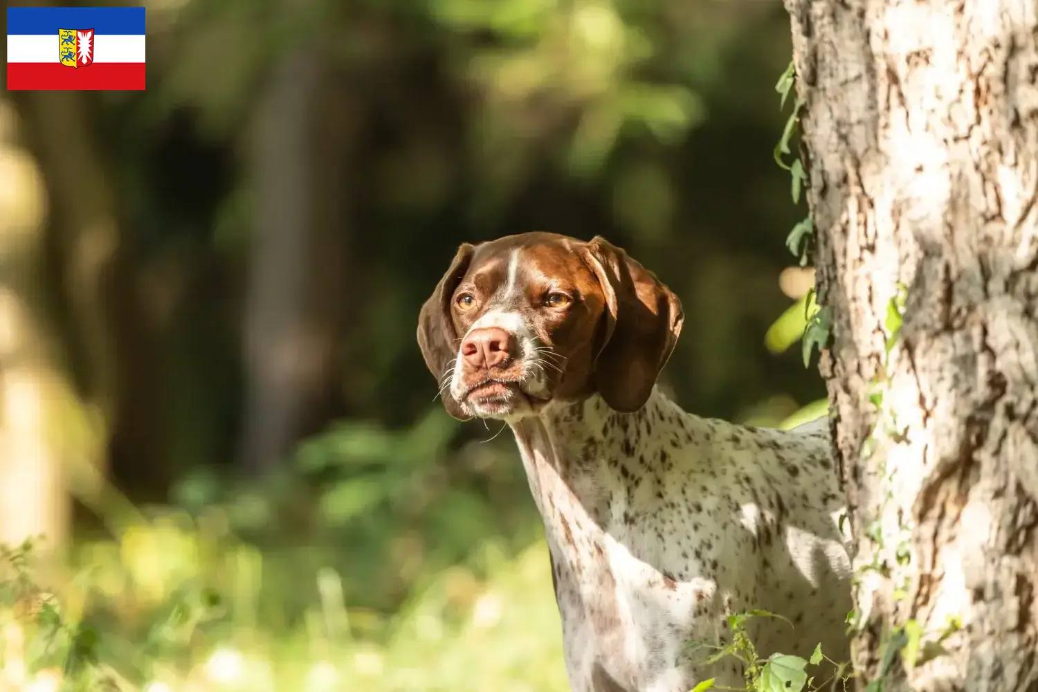 Braque français type Gascogne Chiots et éleveurs Schleswig-Holstein Ici, tu trouveras des éleveurs de Braque français type Gascognes dans le Schleswig-Holstein.