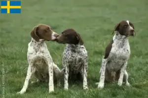 Lire la suite à propos de l’article Braque français type Pyrénées Éleveurs et chiots en Suède