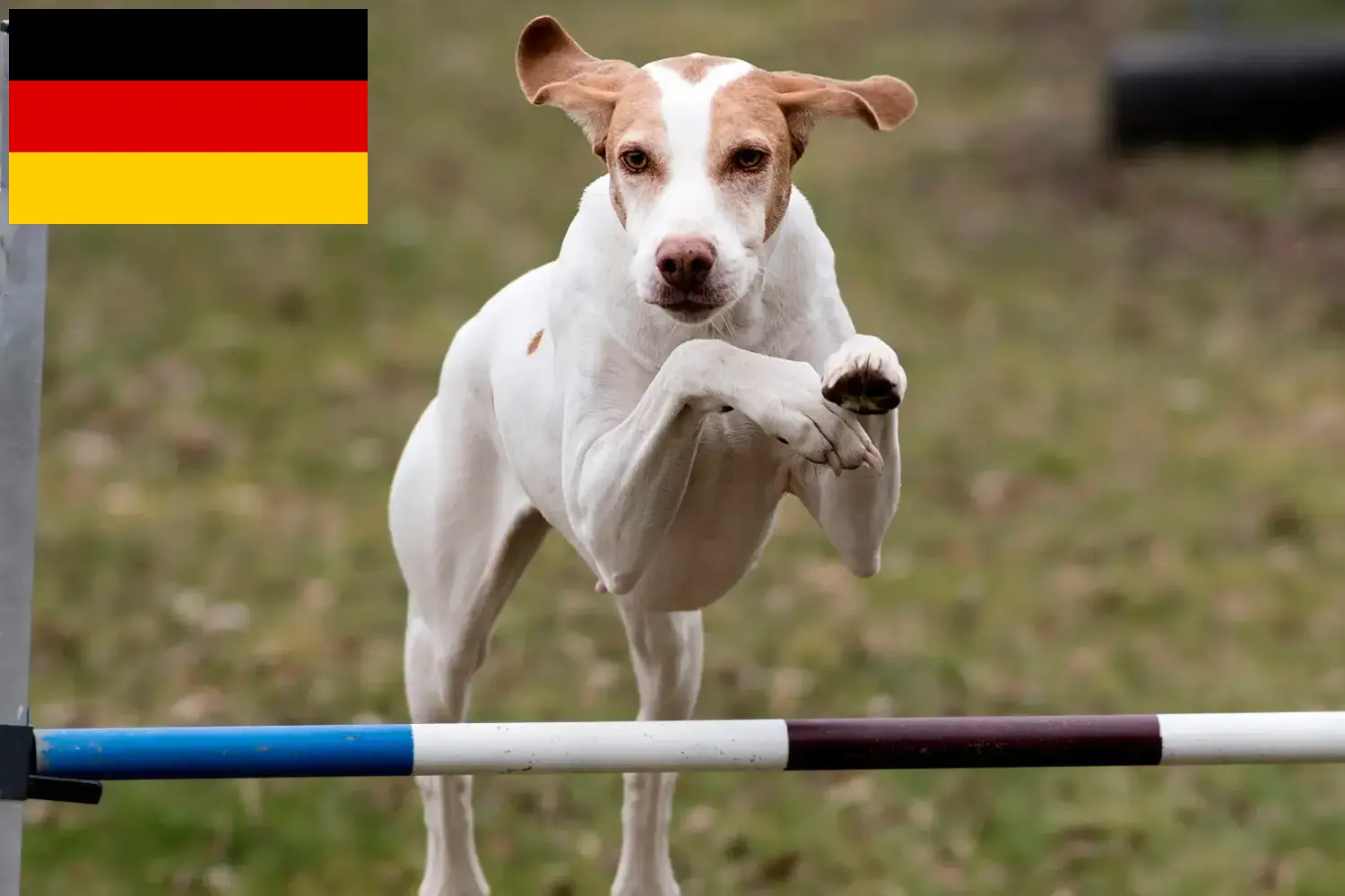 Braque Saint-Germain Chiots et éleveurs Allemagne Ici vous trouverez les éleveurs de Braque Saint-Germains en France.