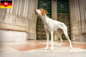 Lire la suite à propos de l’article Braque Saint-Germain éleveurs et chiots en Basse-Saxe