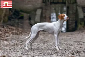 Lire la suite à propos de l’article Braque Saint-Germain éleveurs et chiots à Bremen