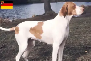 Lire la suite à propos de l’article Braque Saint-Germain éleveurs et chiots en Rhénanie-Palatinat