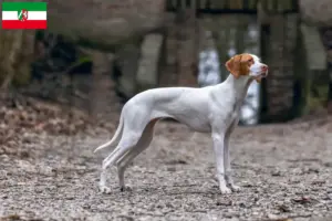 Lire la suite à propos de l’article Braque Saint-Germain Éleveurs et chiots en Rhénanie-du-Nord-Westphalie