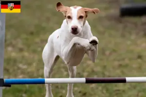 Lire la suite à propos de l’article Braque Saint-Germain éleveurs et chiots en Sarre