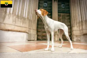 Lire la suite à propos de l’article Braque Saint-Germain éleveurs et chiots en Saxe-Anhalt