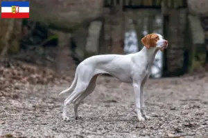 Lire la suite à propos de l’article Braque Saint-Germain éleveurs et chiots en Schleswig-Holstein