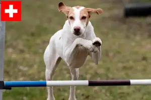 Lire la suite à propos de l’article Braque Saint-Germain éleveurs et chiots en Suisse