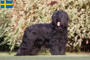 Lire la suite à propos de l’article Éleveurs de Briards et chiots en Suède