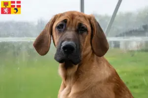 Lire la suite à propos de l’article Éleveurs de Broholmer et chiots en Auvergne-Rhône-Alpes