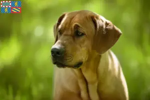 Lire la suite à propos de l’article Éleveurs et chiots de Broholmer en Bourgogne-Franche-Comté