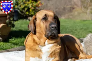Lire la suite à propos de l’article Éleveurs de Broholmer et chiots en Centre-Val de Loire