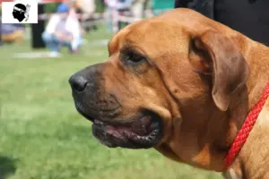 Lire la suite à propos de l’article Éleveurs de Broholmer et chiots en Corse